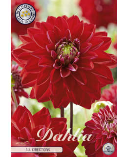 DAHLIA ALL DIRECTIONS 1 KPL Main Image