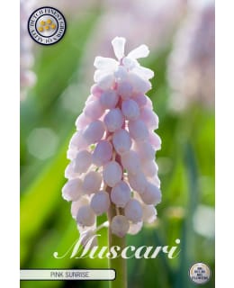 MUSCARI PINK SUNRISE 5KPL Main Image
