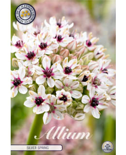 PALLEROLAUKKA ALLIUM SPAEROCEPHALON Main Image