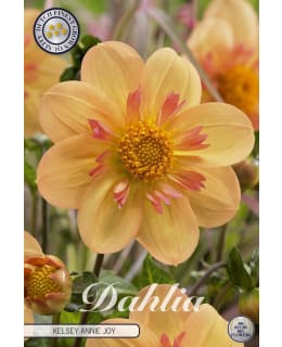 DAHLIA KELSEY ANNIE JOY Main Image