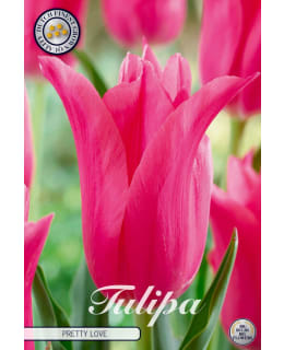 TULPPAANI LILYFLOWERING PRETTY LOVE 7KPL Main Image