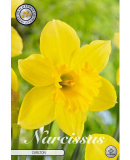 NARSISSI TRUMPET CARLTON Main Image