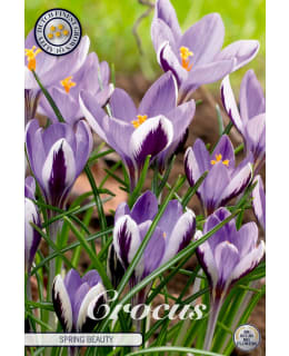 KROOKUS CHRYSANTHUS SPRING BEAUTY 10KPL Main Image