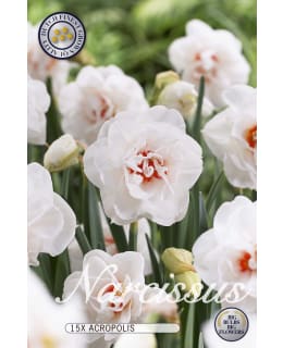 NARSISSI DOUBLE ACROPOLIS 15KPL Main Image