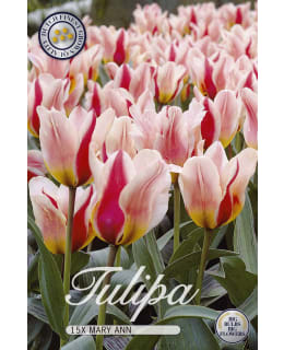 TULPPAANI GREIGII MARY ANN 15KPL Main Image