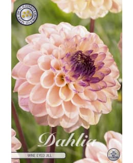 DAHLIA WINE EYED JILL 1 KPL Main Image