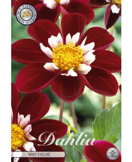 DAHLIA MARY EVELINE Main Image