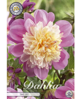 DAHLIA TAKE OFF 1 KPL Main Image