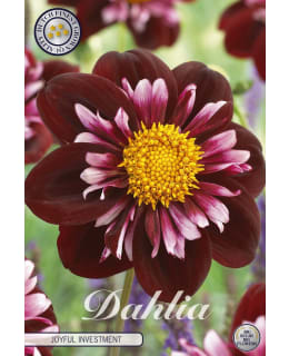 DAHLIA JOYFULL INVESTMENT 1 KPL Main Image