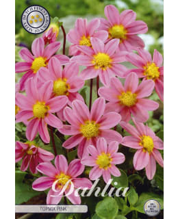 DAHLIA TOP MIX ROZE 1 KPL KUKKASIPULI Main Image