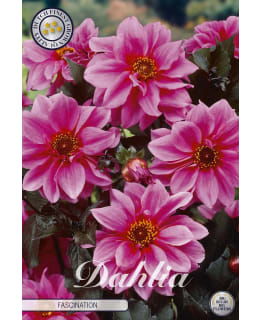 DAHLIA FASCINATION Main Image