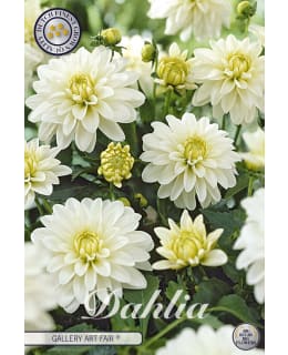 Dahlia Art Fair 1 kpl kukkamukula Main Image