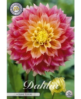 DAHLIA KOGANE 1 KPL Main Image