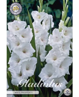 GLADIOLUS WHITE PROSPERITY Main Image