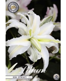 LILIUM BOWL OF BEAUTY 2KPL KUKKASIPULI Main Image