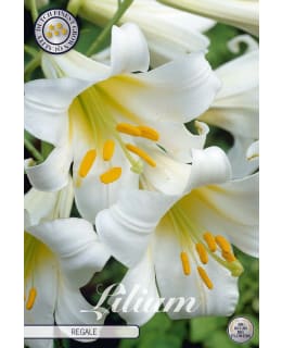 LILJA REGALE 2 KPL Main Image