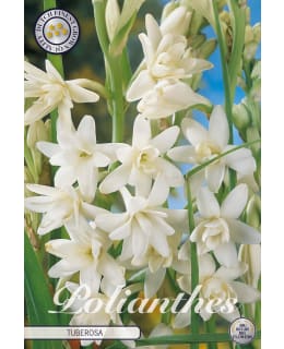 POLIANTHUS TUBEROSA 3 KPL KUKKASIPULI Main Image
