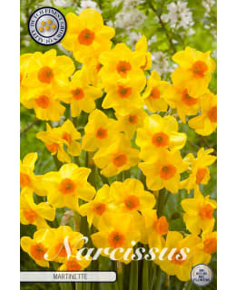 NARSISSI TAZETTA MARTINETTE 7KPL Main Image