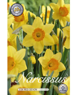 NARSISSI LARGE CUPPED RED DEVON 15KPL Main Image