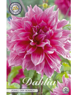 DAHLIA PENHILL DARK MONARCH 1 KPL Main Image