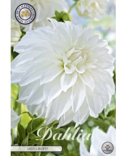 DAHLIA LADY LIBERTY 1KPL KUKKASIPULI Main Image