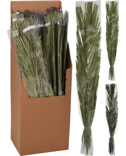 H&S D22300060 100CM LAJ.KHAJUR LEHDET Main Image