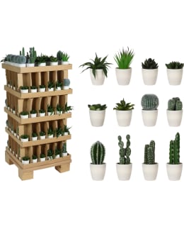 H&S PLANTS IN WHITE POT 12ASS Main Image