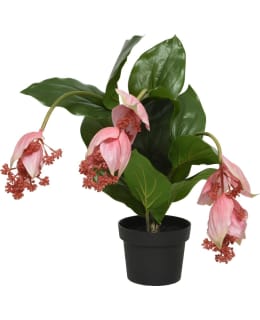 EVERLANDS 804210 MEDINILLA TEKOKASVI Main Image