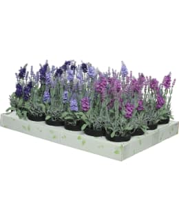 EVERLANDS 800063 LAVENTELI TEKOKUKKA Main Image