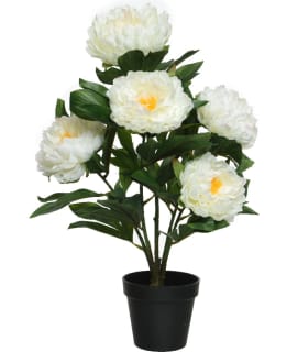 EVERLANDS 801071 VALK PIONI TEKOKUKKA Main Image