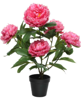 EVERLANDS 801072 PINK PIONI TEKOKUKKA Main Image