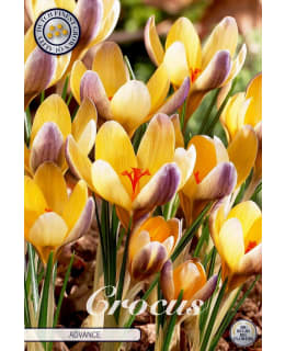 KROOKUS CHRYSANTHUS ADVANCE Main Image
