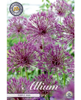 KORISTELAUKKA ALLIUM PURPLE RAIN Main Image