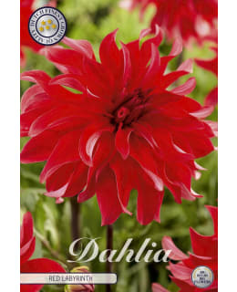 DAHLIA RED LABYRINTH 1KPL KUKKASIPULI Main Image
