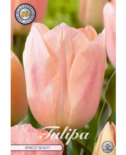 TULPPAANI TRIUMPH APRICOT BEAUTY Main Image