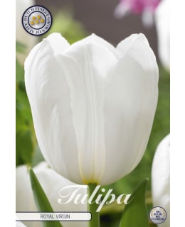 TULPPAANI TRIUMPH ROYAL VIRGIN 10KPL Main Image