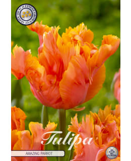 TULPPAANI PARROT AMAZING PARROT 7KPL Main Image