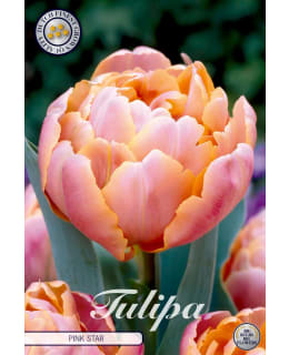 TULPPAANI DOUBLE LATE PINK STAR Main Image