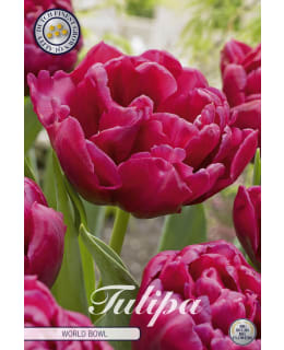 TULPPAANI DOUBLE LATE WORLD BOWL 7KPL Main Image
