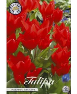 TULPPAANI SPECIE TUBERGIANA ZWANENBURG Main Image