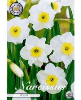 NARSISSI SMALL CUPPED SEGOVIA Main Image