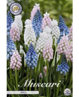 HELMILILJA MIXED 20KPL Main Image