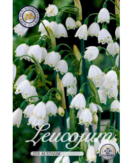 KESÄLUMIPISARA LEUCOJUM AESTIVUM Main Image