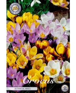 KROOKUS BOTANICAL MIXED Main Image