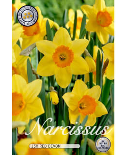 NARSISSI RED DEVON Main Image