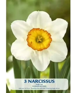 NARSISSI FLOWER RECORD Main Image