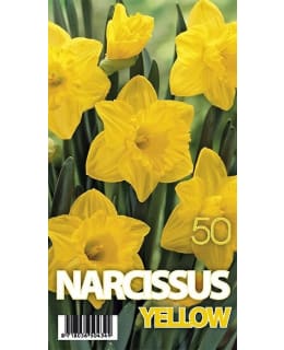 SH NARSISSI DUTCH MASTER Main Image