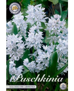 POSLIINIHYASINTTI PUSCHKINIA LIBANOTICA Main Image