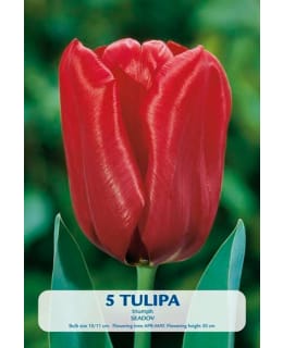 TULPPAANI SEADOV Main Image