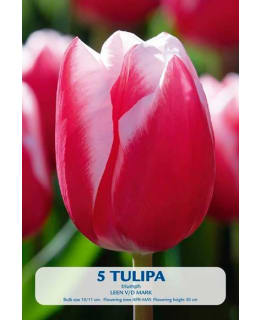 TULPPAANI LEEN V/D MARK Main Image